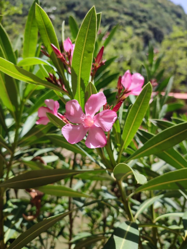 IMG_20250422_130201_ftmixt