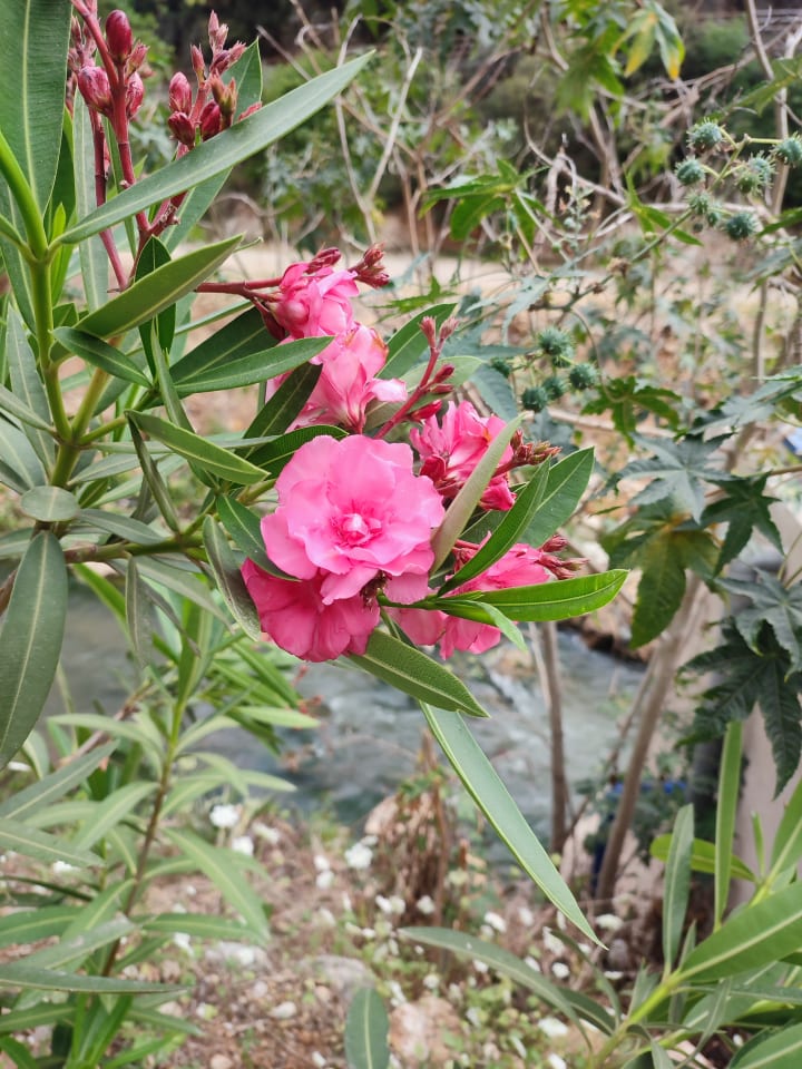 IMG_20250425_174605_znsa74