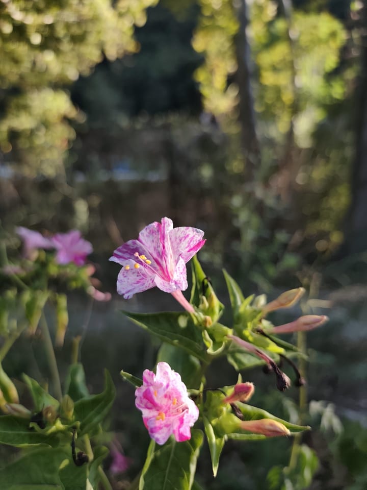 IMG_20250704_181232_iv4aa0