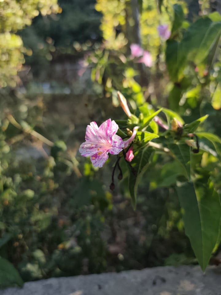 IMG_20250704_181240_thvnh1