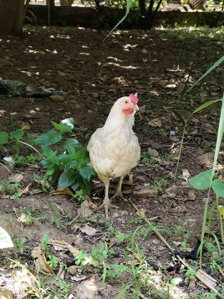 IMG_20250708_114631_qserfb